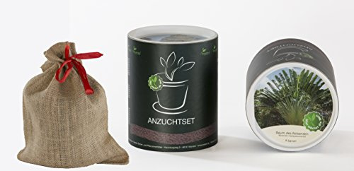 Seedeo Anzucht-Geschenkset Baum des Reisenden (Ravenala madagascariensis)