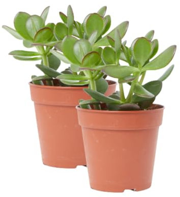 Verdecora Árbol de Jade | Planta suculenta | Planta natural de interior | Fácil cuidado y gran resistencia (Maceta Ø13cm PACK 2 UNIDADES)