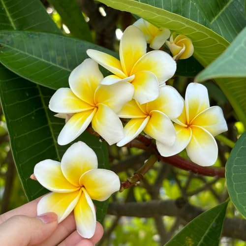 plumeria frangipani, resistenti in vaso rampicanti rampicanti esterno rialzata giardino balcone decorazioni giardino per esterni recisi 400semi