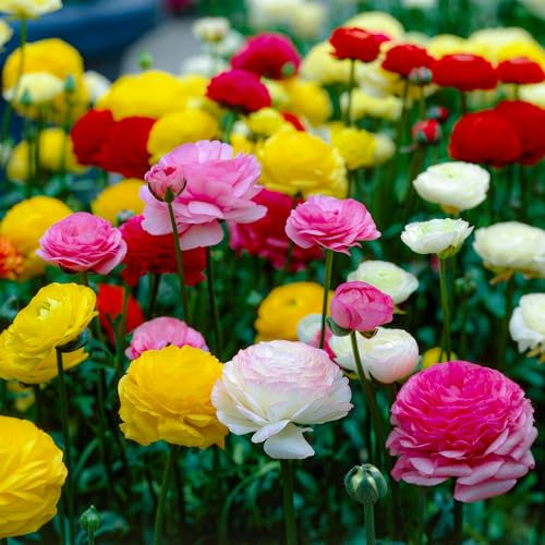 Bulbi Fiori Perenni da Esterno - Collezione di 50 Bulbi di Ranunculus - 5 Colori - Perenni - Piante e Fiori Esclusivi dall'Olanda - per giardino e vaso (non semi, non artificiali)