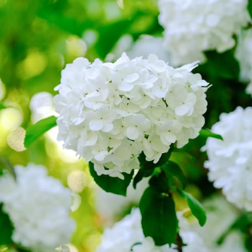 hortensias, hortensia - de balcón de jardín semillas semillas balcón originales en trepadoras, 30semillas