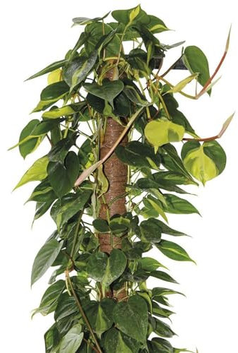 La zappa Tutore per piante rampicanti da interno bastone muschiato (Ø 5 x H 80 cm)