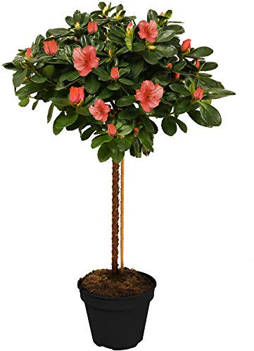 Azalea Japonica Tree | Trees for Small Gardens Border Patio Potted Plants | Lollipop Stem Trees | Red, White, Pink, Bicolour, Orange & Purple | 2-3ft (Orange)