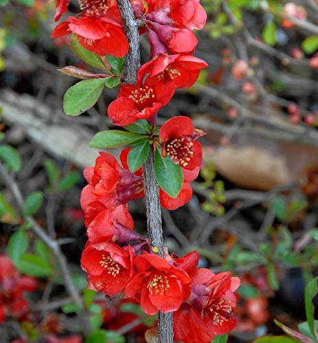 Hochstamm Zierquitte Nicoline 80-100cm - Chaenomeles - lebende Gartenpflanze aus den Baumschulen