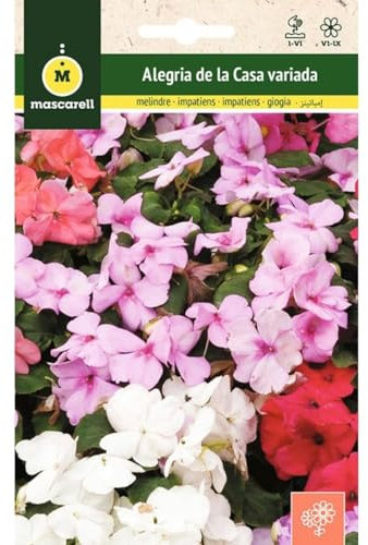 Mascarell Semillas, ALEGRÍA VARIADA DE LAS CASAS, Semillas Flores Exterior para Decoración, 0,2 Gramos