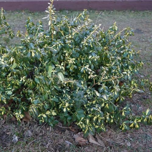 Fusain de Fortune Sunspot 2L - Les feuilles bicolores sont un accent vibrant