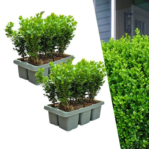 Buchsbaum – Buxus NewGen Freedom – 12 Pflanzen – Ø7 cm – ca. 15 cm hoch – winterhart & pilzresistent – ideal für Hecken & Formschnitt