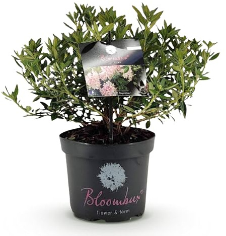 Green boutiQ - Zwerg-Rhododendron - Rhododendron Bloombux Light Pink - Blühende Buxus - Wenig Pflege - Hellrosa Blüte - 1 Pflanze - Topf 23cm - Höhe 45-55cm