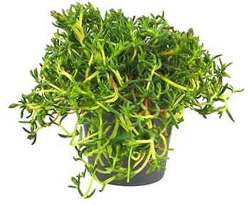 Mesem Natural Suculenta Rastrera - Ideal para Jardines Mediterráneos