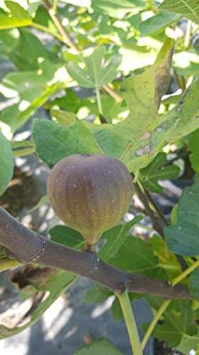 Ficus carica 'Violette D'Argenteuil' / Figuier 'Violette D'Argenteuil' / Conteneur de 3 à 4 litres/Fruitier