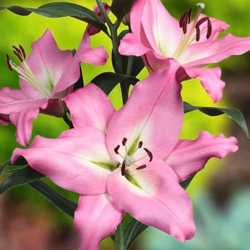 Set 10x Lilienzwiebeln Baumlilie Riesenlilie Lilium Albaretto Zwiebeln Onion Knollen