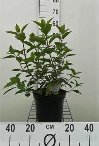 Hydrangea pan. 'Polar Bear'® - Hydrangée Paniculé 40-50 cm en pot