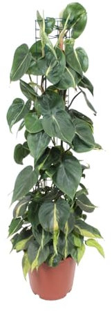 Philodendron Scandens Brasil - 110-120cm - Ø24cm - Pianta d'appartamento - Sempreverde