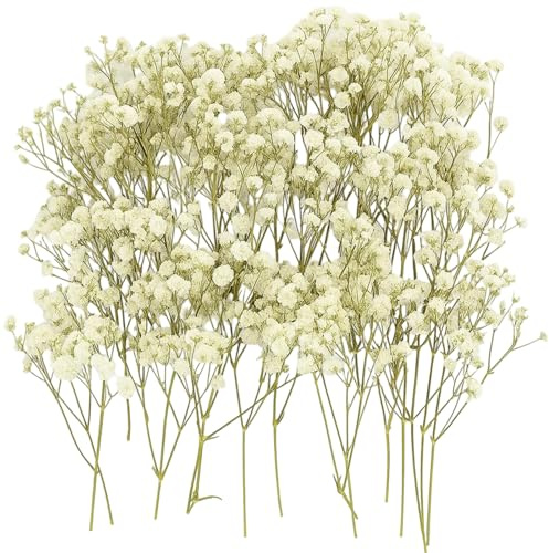 100 Stück Schleierkraut Getrocknet Weiß, Trockenblumen Schleierkraut Weiß, Hochzeitsdeko Und Getrocknete Blumen, Trockenblumen Zum Basteln, Langlebige Deko Für Diy, Wohnaccessoires Und Veranstaltungen