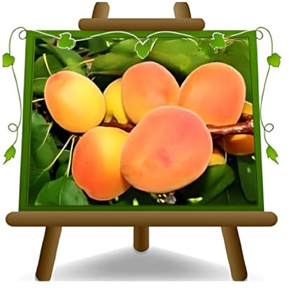 EURO PLANTS VIVAI Aprikosenbaum Reale d’Imola Obstbaum im Topf 20 cm Höhe ca. 150–170 cm – Alter 2 Jahre - Italienische Gärtnerei