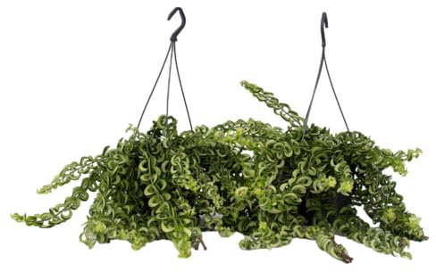 Plant in a Box - Aeschynantus Twister - Set of 2 - Lipstick Plant - Green Hanging Plant - Red Flowers - Pot 15cm - Height 20-30cm