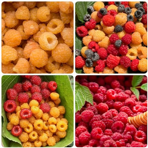 semillas de frambuesa, para lugares soleados Rubus idaeus, semillas de jardín exóticas orgánicas huerta 200pcs
