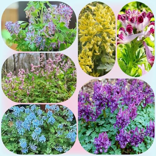 Semi di speronella, semi di selvatici regali da giardino per le donne semi di farfalle decorazione da giardino per esterni 100pcs