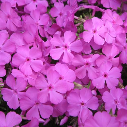 6 x Phlox Douglasii 'Mac Daniel's Cushion' - Perenni Vaso 9cm x 9cm