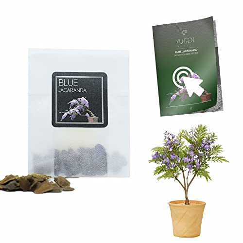 30 Blue Jacaranda Bonsai Seeds | Jacaranda Mimosifolia | Growing Guide | Grow Your Own Bonsai Tree | Bonsai Beginners and Enthusiasts