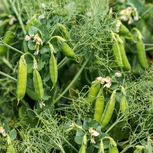 Semillas de guisantes, del balcón semillas para camas elevadas orgánicas para lugares soleados de jardín de rocas resistentes 80pcs