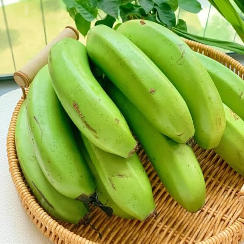 plátanos - semillas de plátano resistentes jardín en banano Balcón exótico a prueba de invierno Semillas decoración jardín al aire libre Cultivo 40semillas