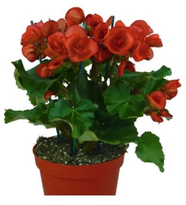 Begonia Elatior Planta Viva con Flores Surtidas Planta Natural