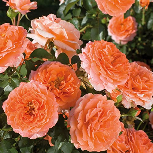 Heirloom Roses Rose Plant - Adobe Sunrise™ Orange Rose Bush, Floribunda Live Plant for Planting Outdoors