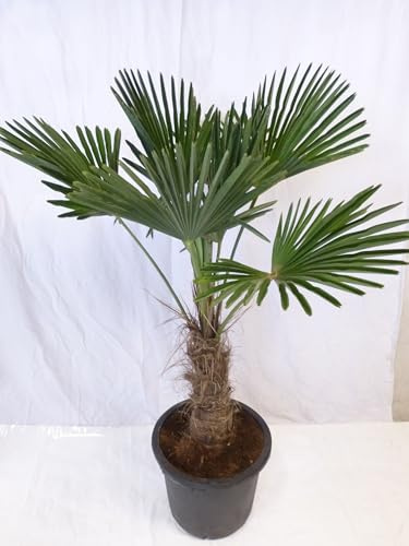 [Palmenlager] XL Trachycarpus wagnerianus - 130/140 cm - Stamm 40-50 cm - großer 35 cm Ø Topf - Wagner Palme - Winterharte Palme -19°C