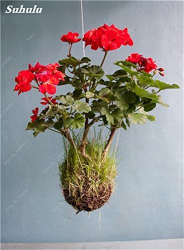 Geranio Albero Semi di Geranio Perenne Fiore Pelargonium Peltatum Fiori en Vaso Clim Semi Bonsai 3 Paquete de 100