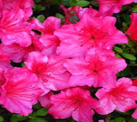 100pcs of Azalea Flower Seeds