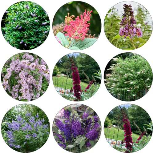 Buddleja davidii - letto elevato giardino semi perenni resistenti selvatici balcone giardino interno autunno 250pcs