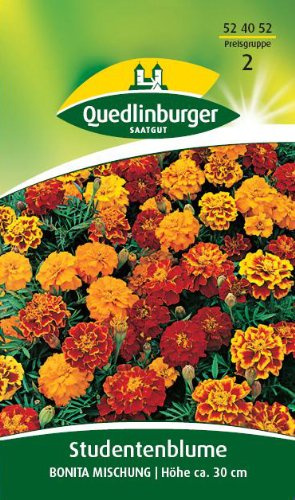 Studentenblume, Bonita Mischung