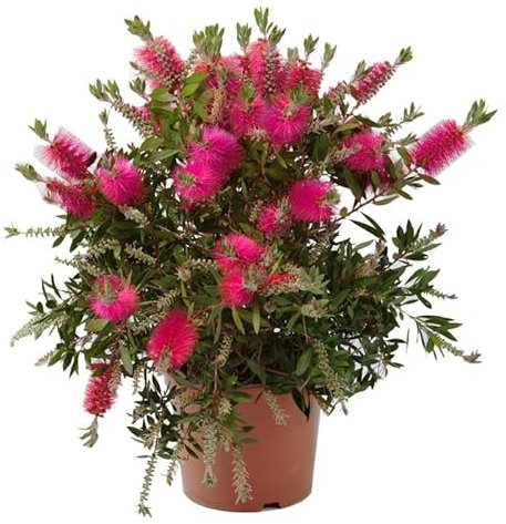 Callistemon Natural Planta Arbustiva de Exterior