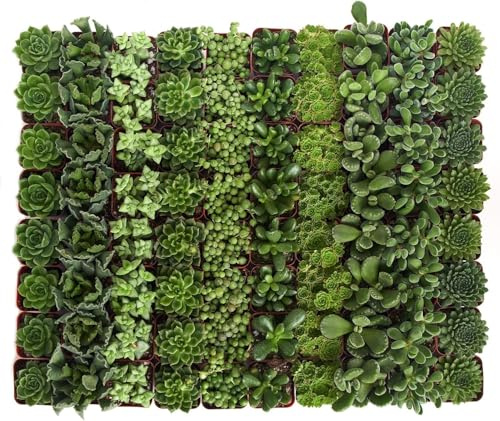Set de 10 Suculentas Reales – Plantas de Interior y Exterior de Fácil Cuidado