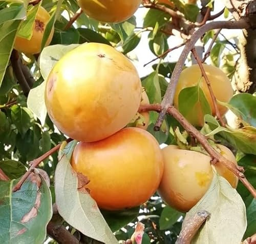 Albero Kaki Vaniglia - Età 3 anni