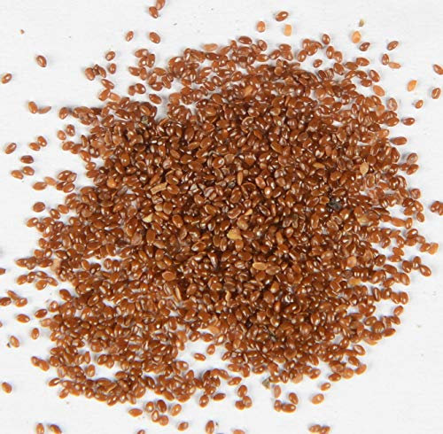 Blaue Pfirsichblättrige Glockenblume Campanula persicifolia 500 Samen