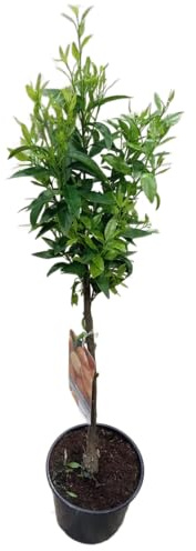 Árbol de Mandarino Natural Frutal de 1m de Altura en Maceta de 17cm Ideal para el Huerto y el Jardín