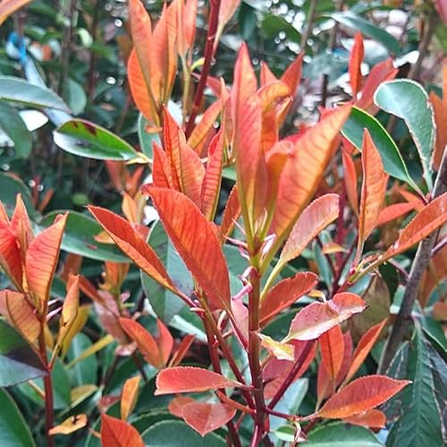 Photinia Fraseri Camilvy - Photinia Fraseri Camilvy 40cm - Plante - Hauteur 40 cm