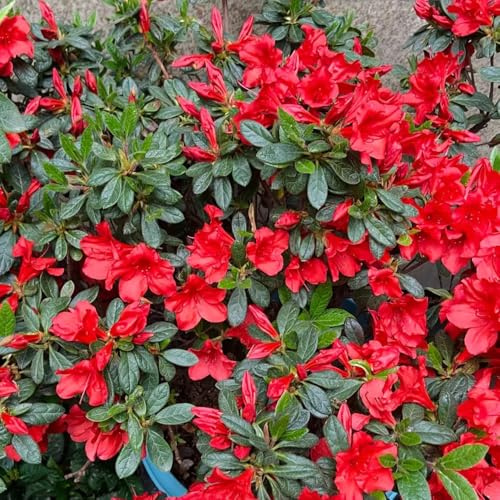 Semi di azalea, e perenni Rododendro, regali per gli amanti del giardino vecchie varietà arbusti fioriti resistenti decorazione da giardino 350pcs