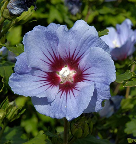 Garteneibisch Coelestis 40-60cm - Hibiscus syriacus - lebende Gartenpflanze aus den Baumschulen