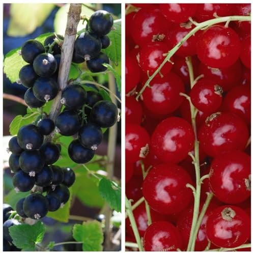 Deliciously Sweet Currant Duo: Big Ben Blackcurrant & Rovada Redcurrant - High Yielding, Easy to Grow - Perfect for Fresh Eating or Preserving! - 6x Bareroots By Thompson & Morgan