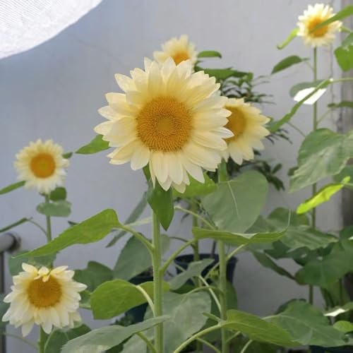 sonnenblumen sonnenblumensamen sonnenblume - frühlingsblumen mehrjährige blumensamen schnittblumen gartenpflanze kräutersamen winterharte stauden dauerblüher exotische zimmerpflanzen 350samen