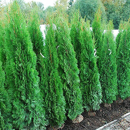 Tuia smeraldo Thuja occidentalis Smaragd 24 piante da siepe sempreverde in vaso ø9 cm Vivaio di Castelletto