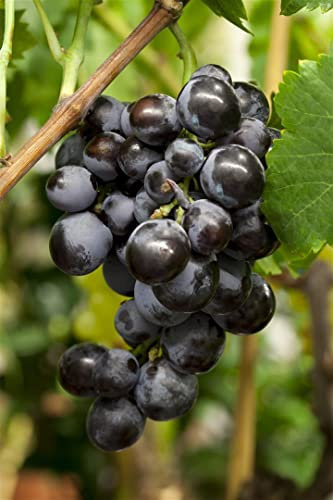 Vitis vinifera blau, kernlos 80-100 cm - Weinrebe, blaue kernlose Trauben, Erntezeit September-Oktober, ideal für Pergolen, pflegeleicht und winterhart