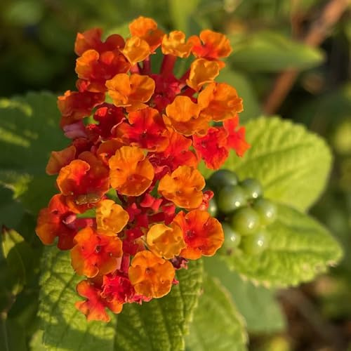 Semillas de lantana - variedades antiguas de jardín semillas de jardín semillas de interior para exterior 100pcs