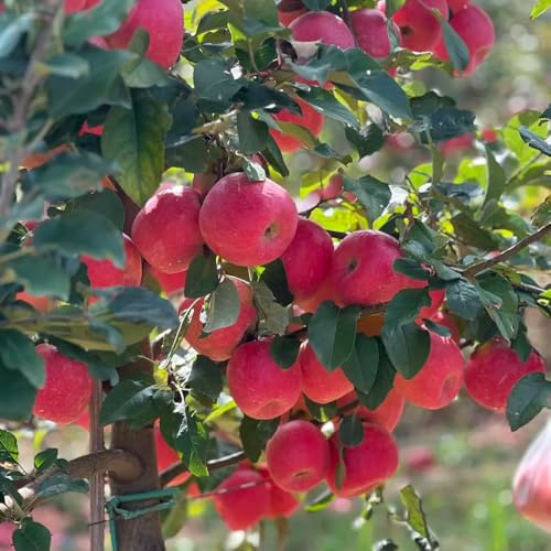 semi di melo, d'appartamento di verdi di mela, giardino resistenti, sementi biologiche, sementi di antiche 80pcs