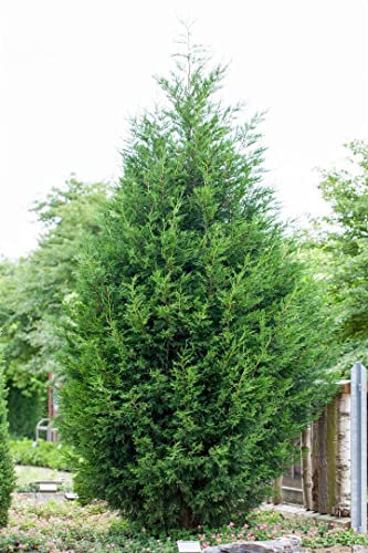 Cupressocyparis leylandii 125–150 cm – Winterhart, Immergrün, Pflegeleicht – Leyland-Zypresse – Heckenpflanze für Garten & Sichtschutz