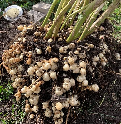 Semi di ortaggi topinambur bianchi, 80 pezzi