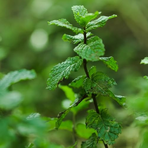 Semi di menta marocchina resistenti da balcone, orto da interno menta verde, tradizionali per aiuole rialzate, giardino 300pcs